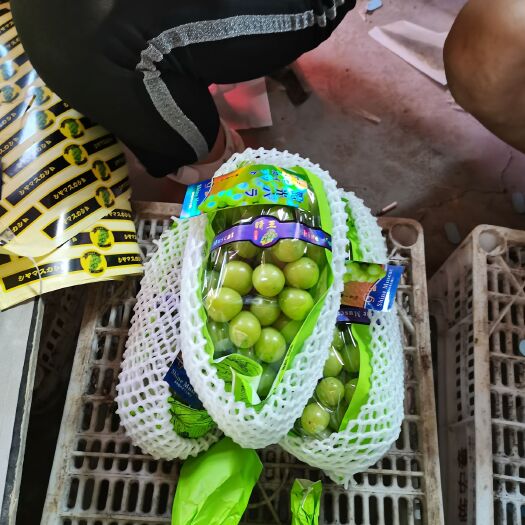 费县阳光玫瑰，产地直发，超市，批发市场