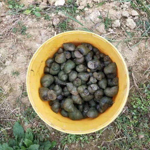 柳州石螺 三千亩专业养螺蛳基地