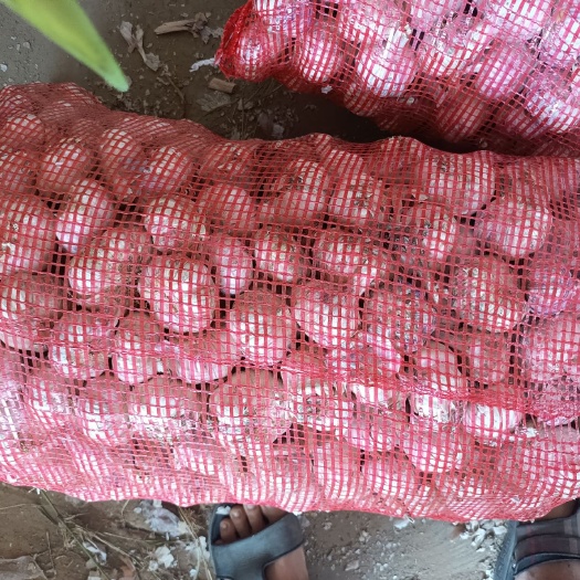 红皮蒜  杂交净蒜  人工加工  供应  市场  超市  电