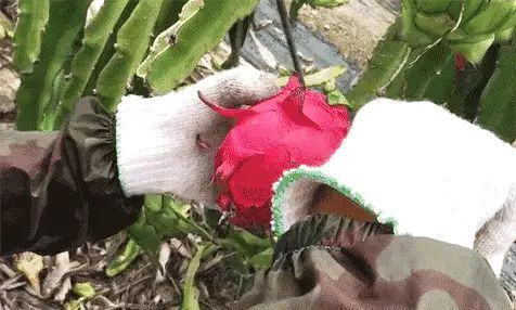 罗甸县火龙果  新鲜红心龙果