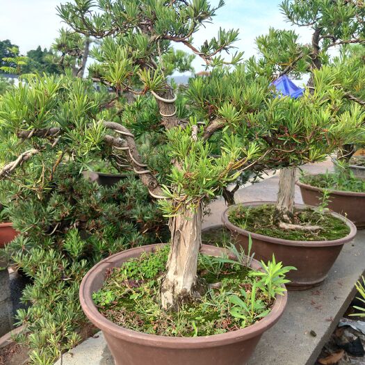 新沂市小叶罗汉松 老桩罗汉松