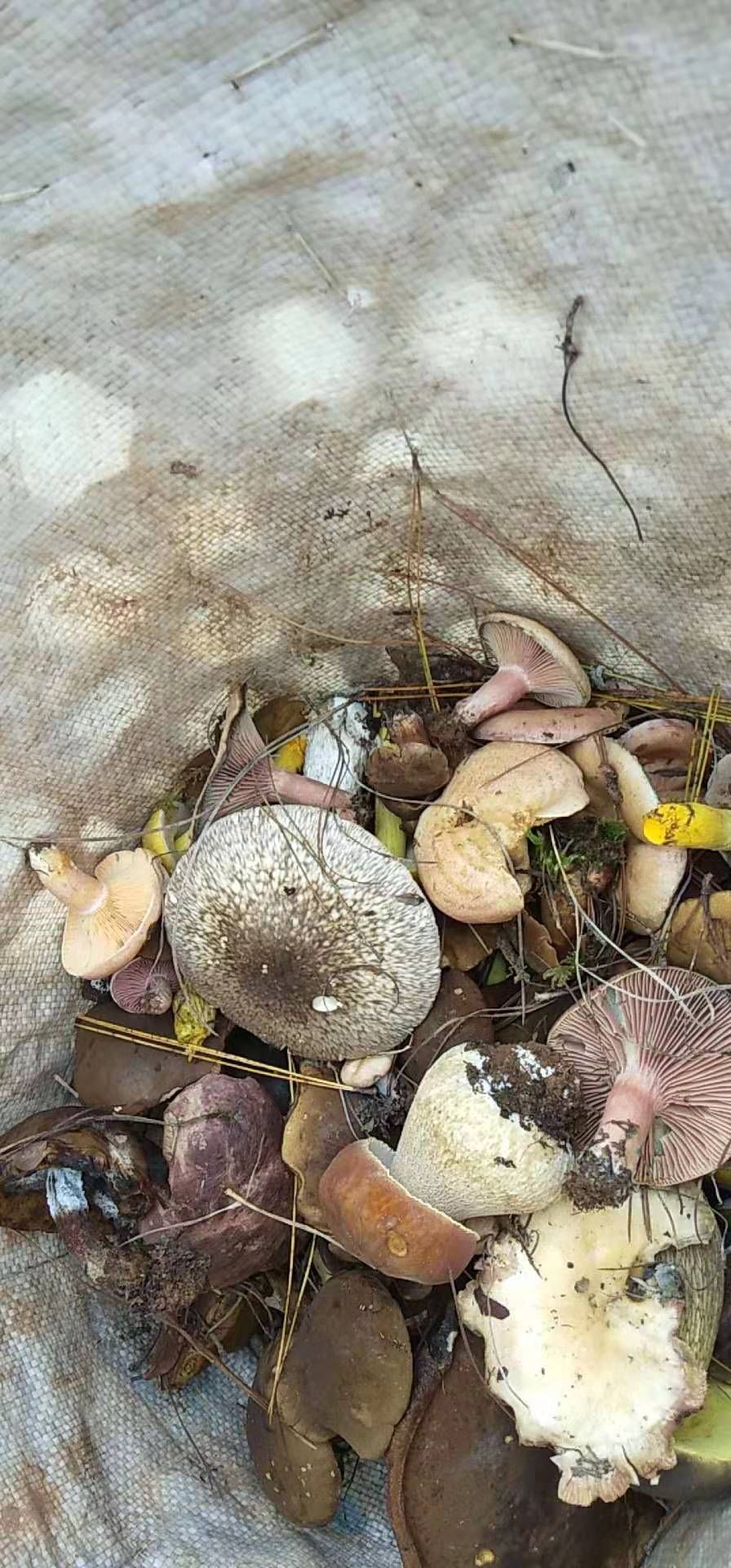 红葱菌 大量提供云南精品野生菌