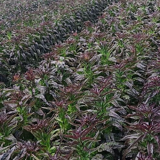 香格里拉出售大批量莴笋，价格可谈，需要的联系