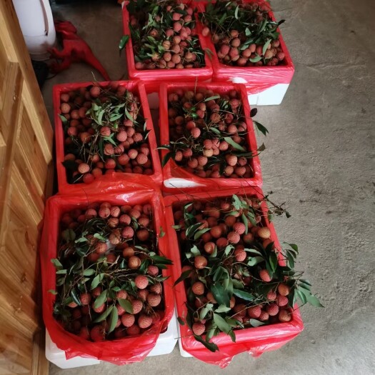 桂平市黑叶荔枝 广西桂平麻垌荔枝，中国荔枝之乡，脆甜可口，个大鲜美，纯正禾荔