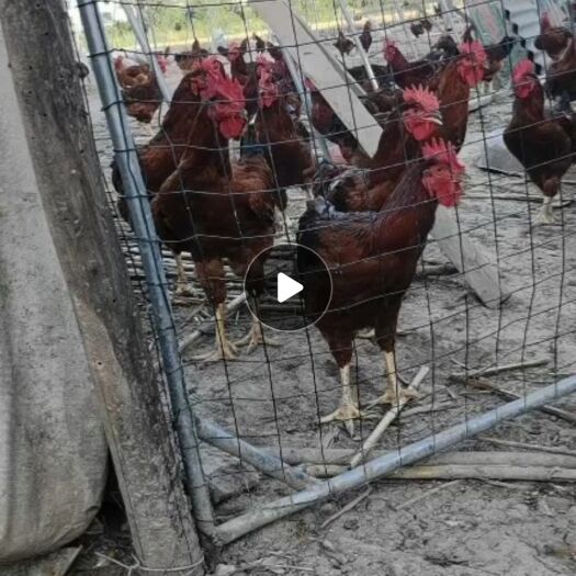 西安杂交鸡 散养红玉380