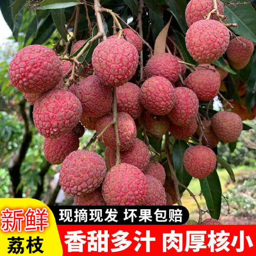 汕头白糖罂荔枝  黑叶 桂味荔枝水果现摘包邮
