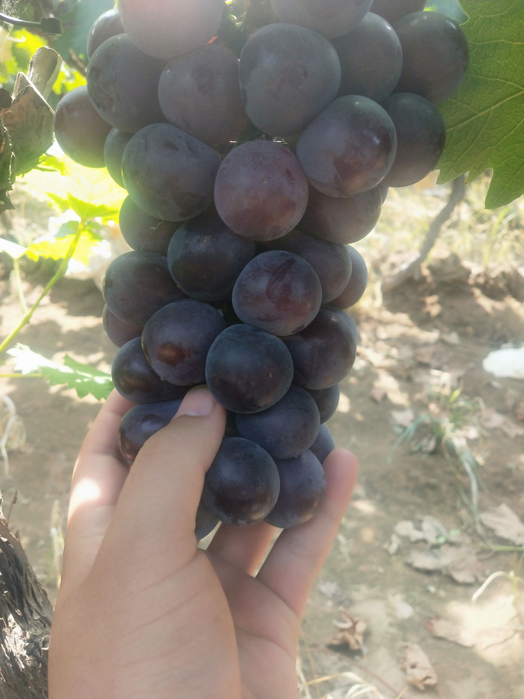 红宝石葡萄  河北邯郸 乒乓球葡萄 大量上市 万亩基地 货好质量好
