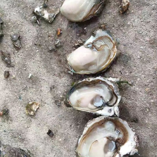 饶平县珍珠蚝 小牡蛎