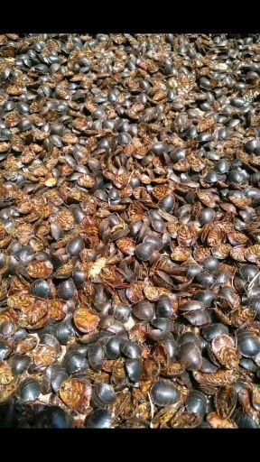 阆中市中华土元  中华药用土虫养殖场