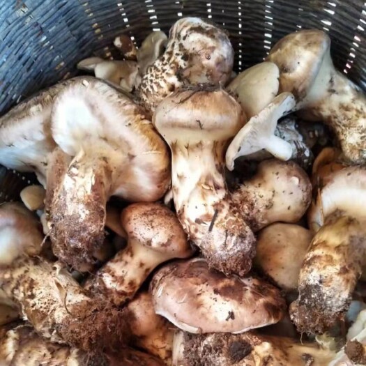 剑川县白葱菌 大量提供云南精品野生菌