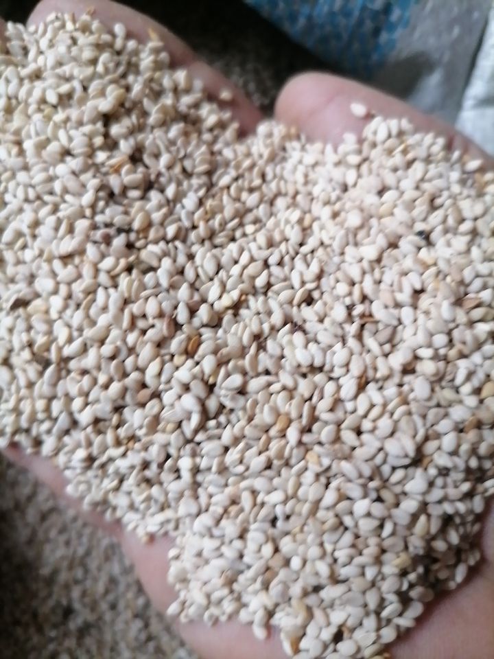 25年新白芝麻自家种的河南芝麻，一级净货无药没用化肥放心吧