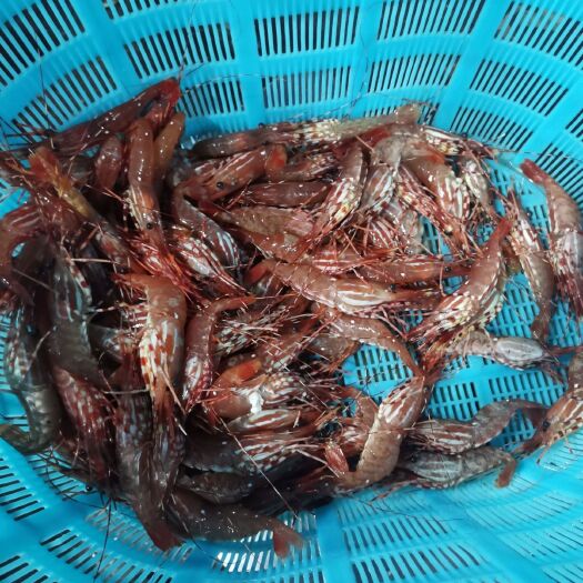 上海 刺身牡丹虾