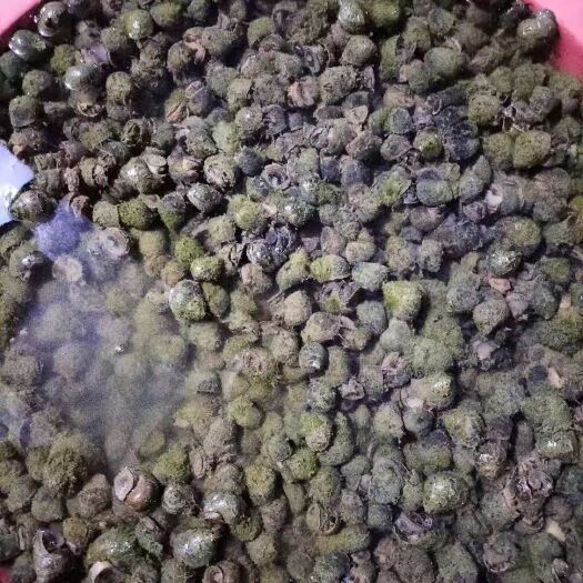 凯里市 贵州山地田螺