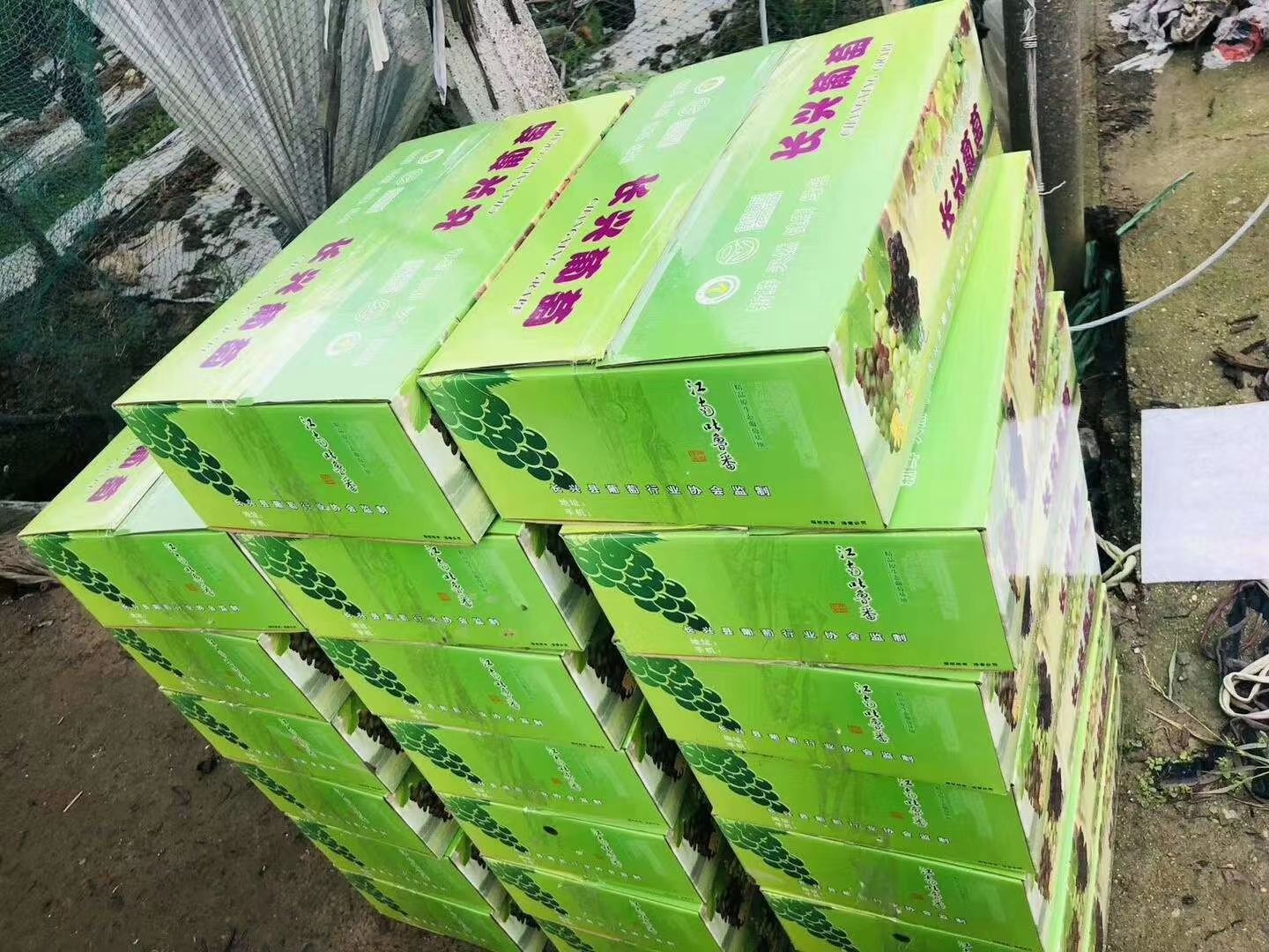  乒乓球葡萄长兴葡萄 种植十年