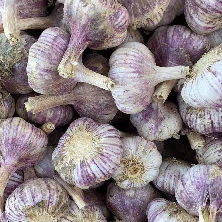紫皮太空蒜金乡大蒜质量优良