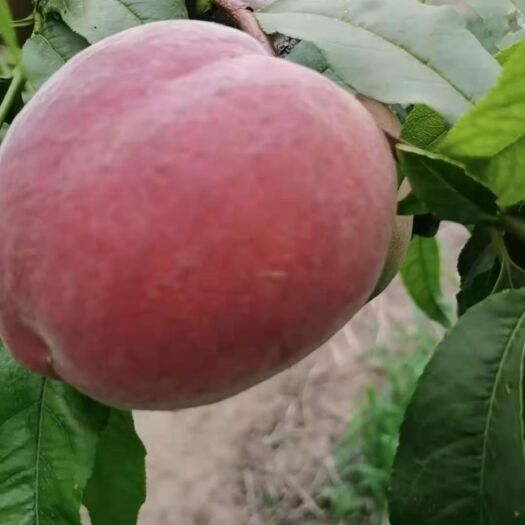 故城县毛桃 水蜜桃