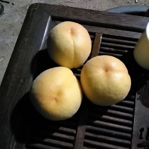 沂水县黄桃 锦春黄毛桃大量上市价格不高
