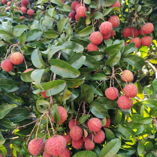  六月荔枝