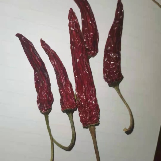 龙胜县龙脊辣椒  龙脊干辣椒