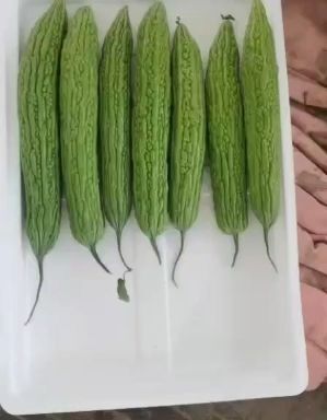 兰陵县翠绿苦瓜，无红芯，烂皮虫眼，瓜条顺直