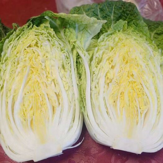 固原黄心大白菜  精品大白菜已上市，欢迎订购
