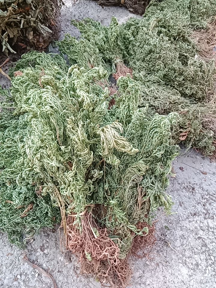 石上柏