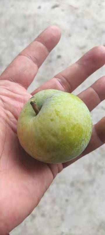 宜宾蜂糖李，自家种植园，有20万斤左右，统货出售，欢迎前来洽谈！