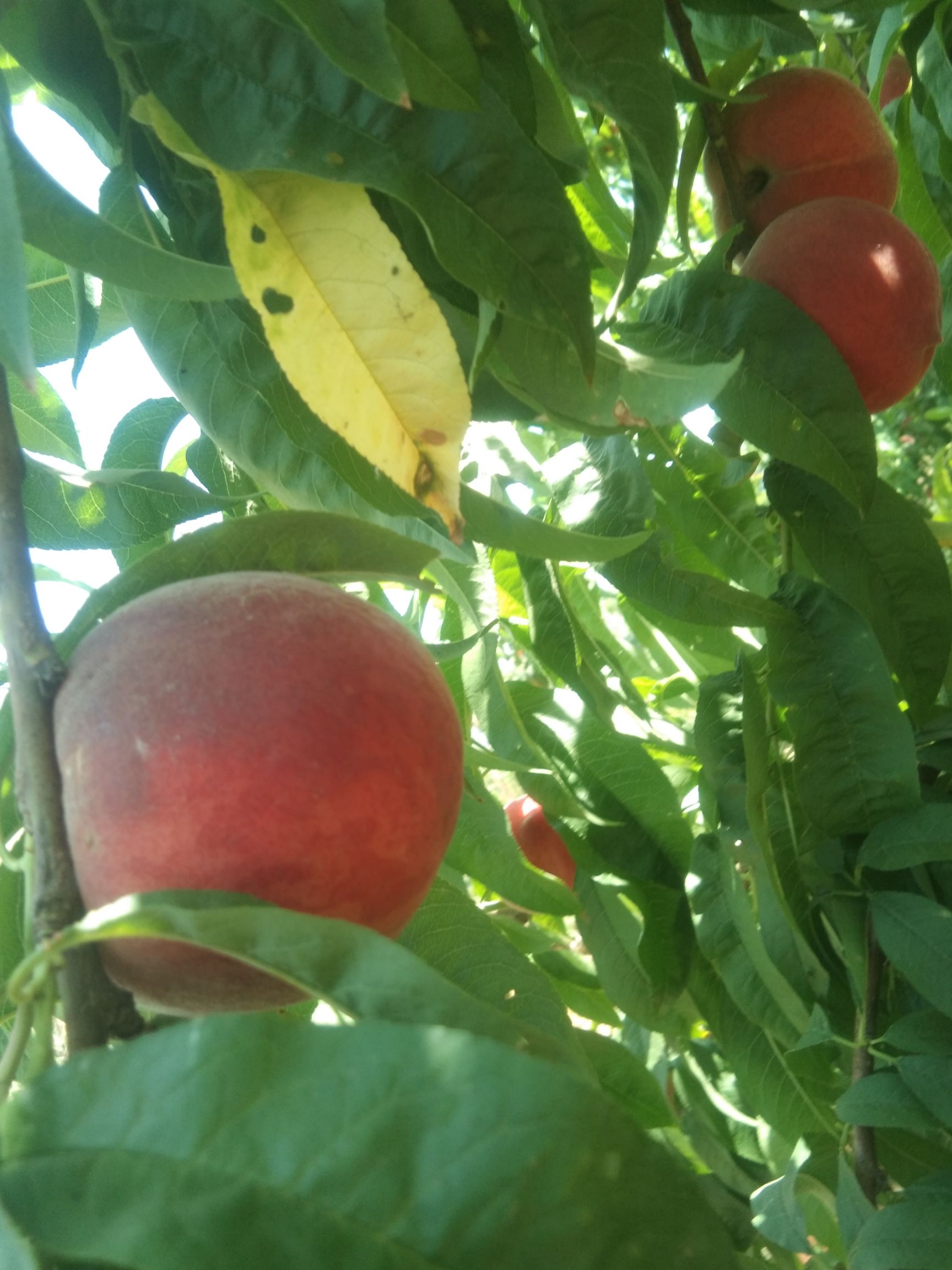 胭脂脆桃  现摘新鲜桃子水蜜桃脆桃毛桃当季水果应季脆甜桃子