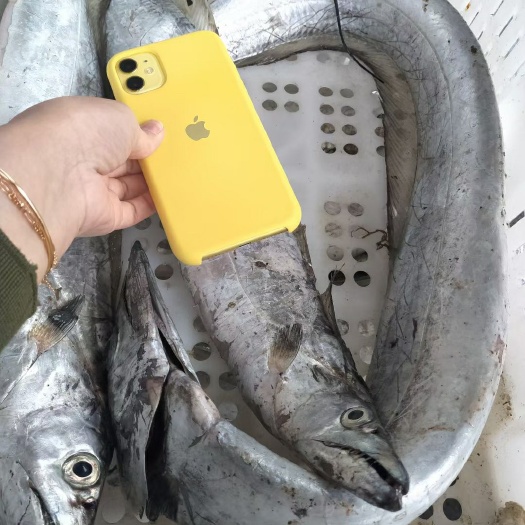 沈阳带鱼：渤海湾刀鱼，渤海刀鱼，黄海带鱼，东海带鱼 不接代卖