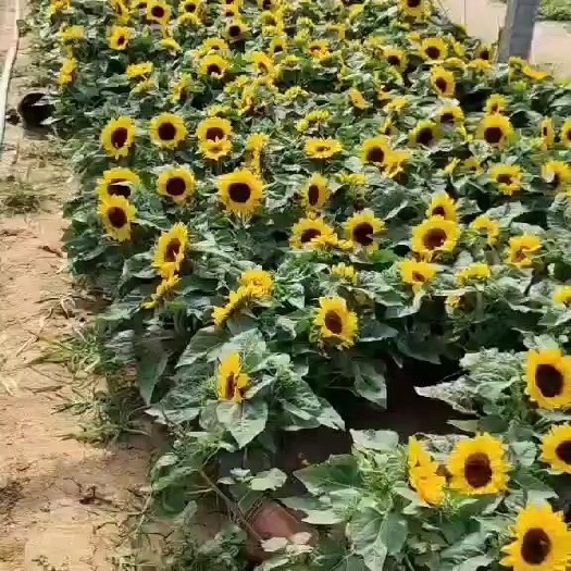 青州市向日葵  矮杆向日葵