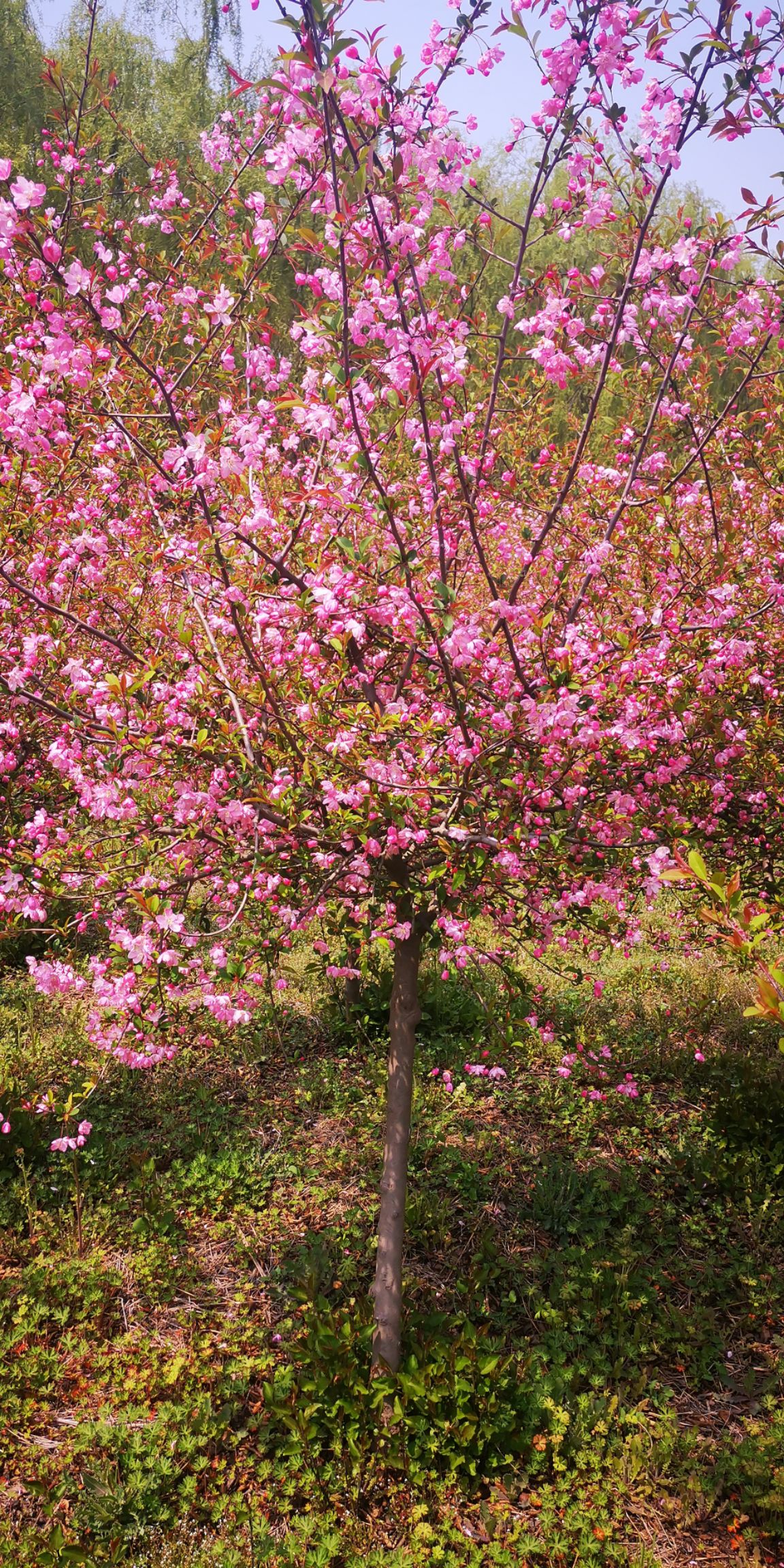  4公分5公分6公分小叶垂丝海棠