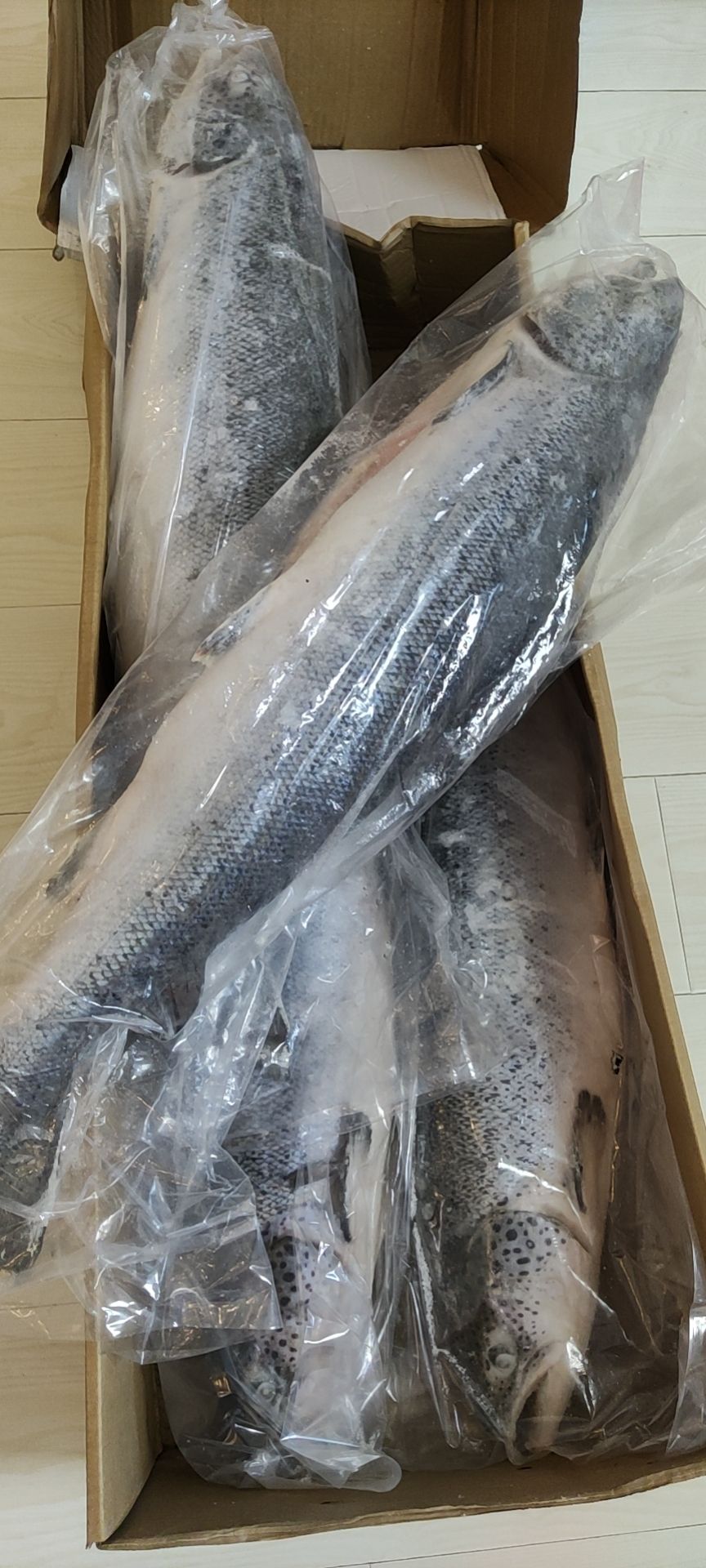 冷冻三文鱼整条可环切分割大西洋鲑鱼