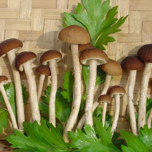 遵义广昌5号茶树菇 茶树菇