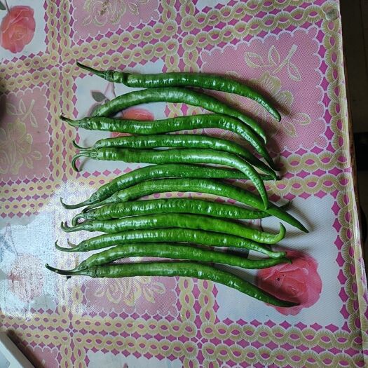 巨野县 黑线辣椒