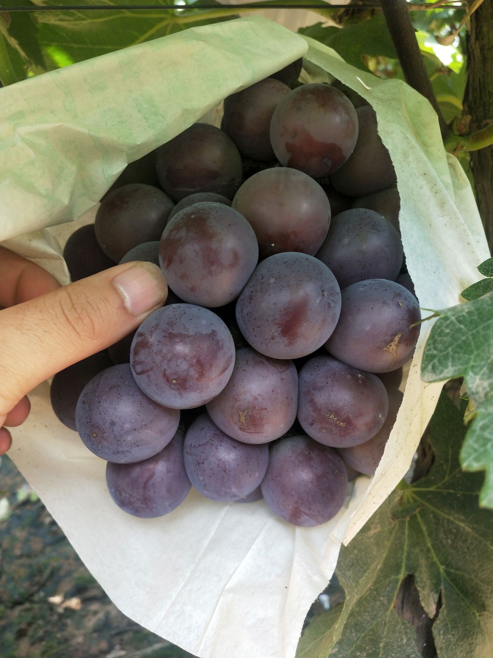 红宝石葡萄  河北邯郸 乒乓球葡萄 大量上市 万亩基地 货好质量好