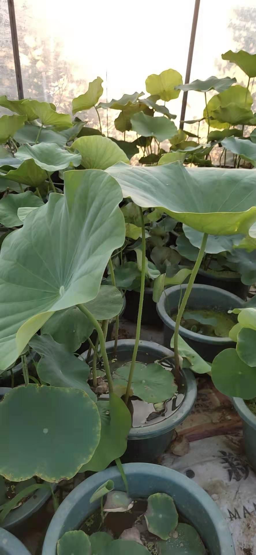 盆栽荷花