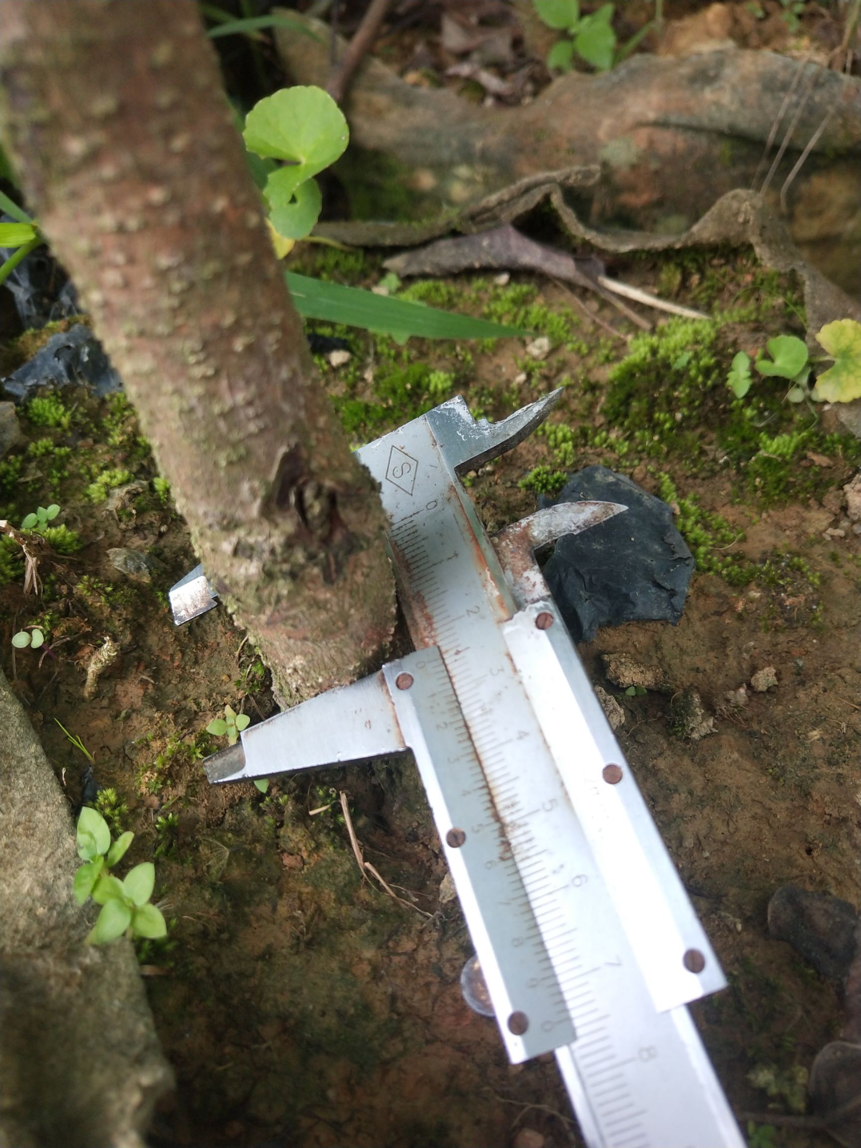 正宗红花荷树苗红苞木珍稀名贵绿化花卉庭院公园别墅开花盆栽地栽