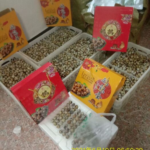 威海纯正鲜鹌鹑蛋，农家饲料，山涧泉水，无菌实验室饲养模式