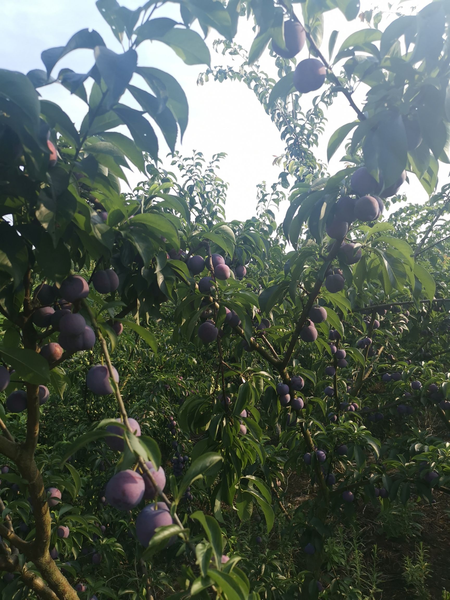 五月脆李 四川安岳五月脆凤凰李脆甜李子自有果园