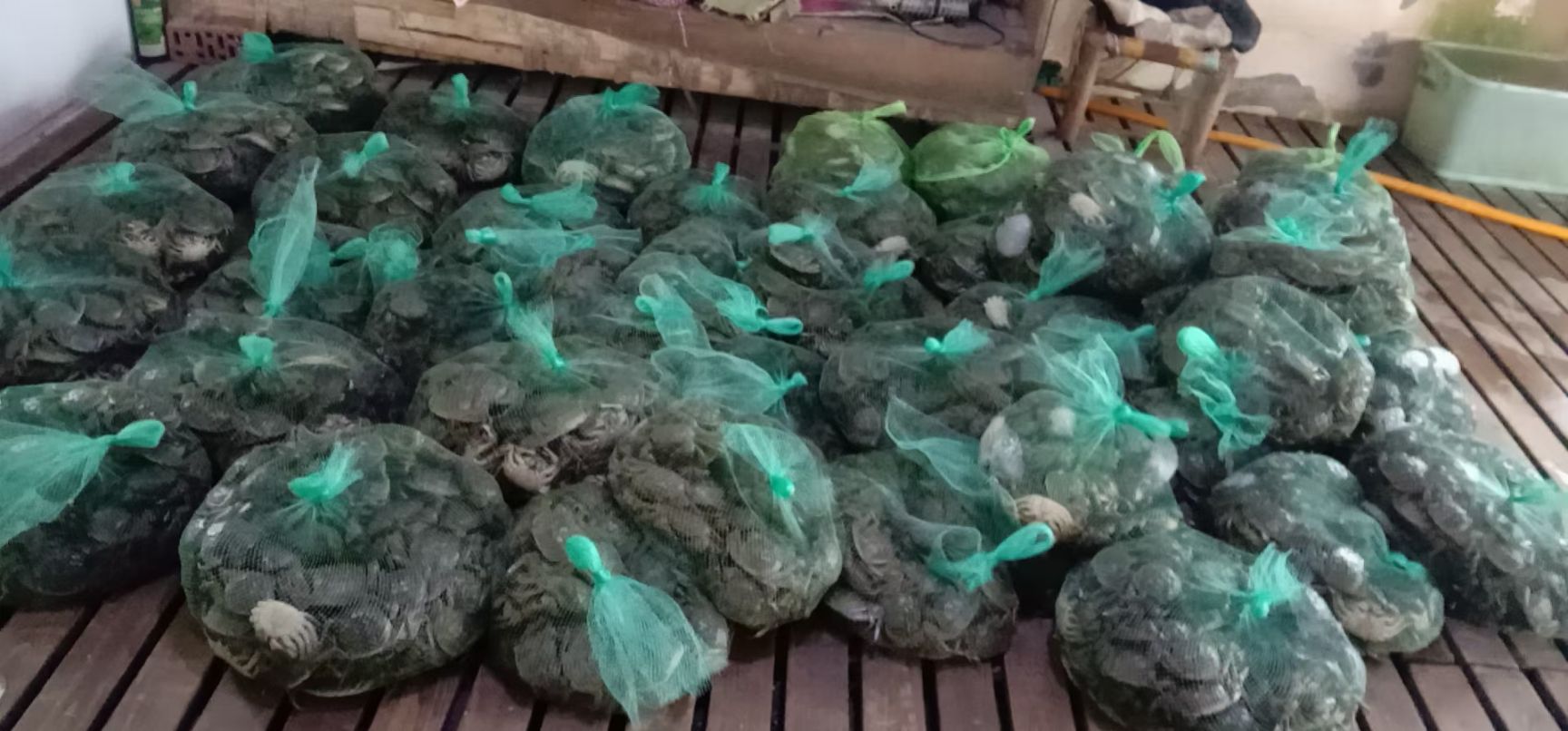 大闸蟹  六月黄