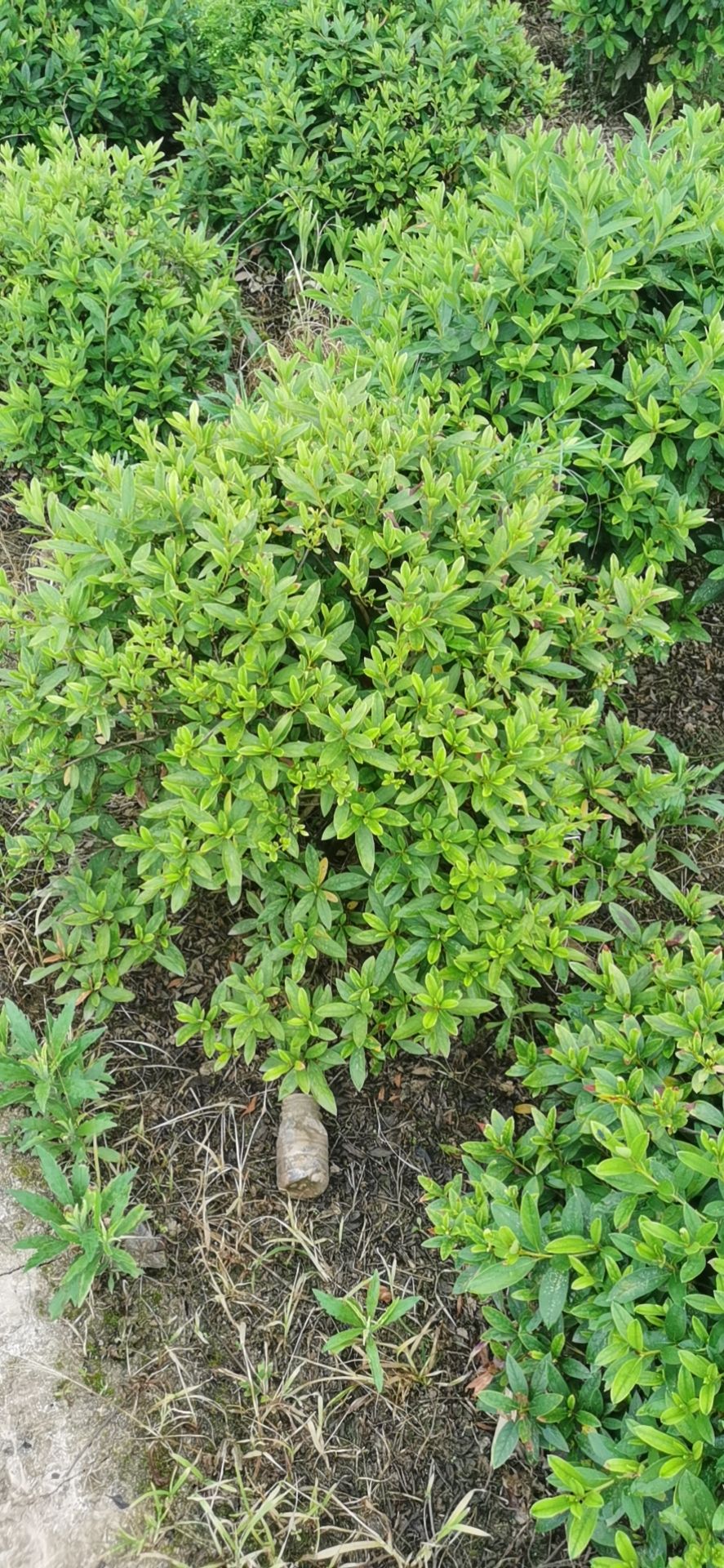 毛杜鹃  杜鹃球