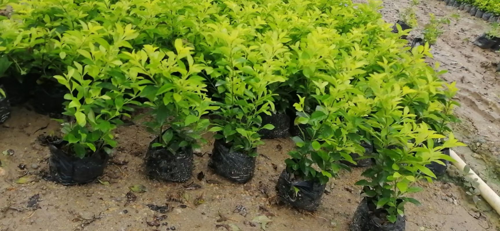 金叶假连翘  黄素梅，黄金叶