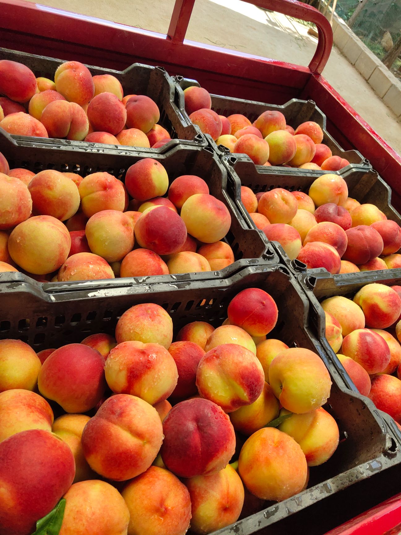 黄金黄桃 山东省临沂市蒙阴县 