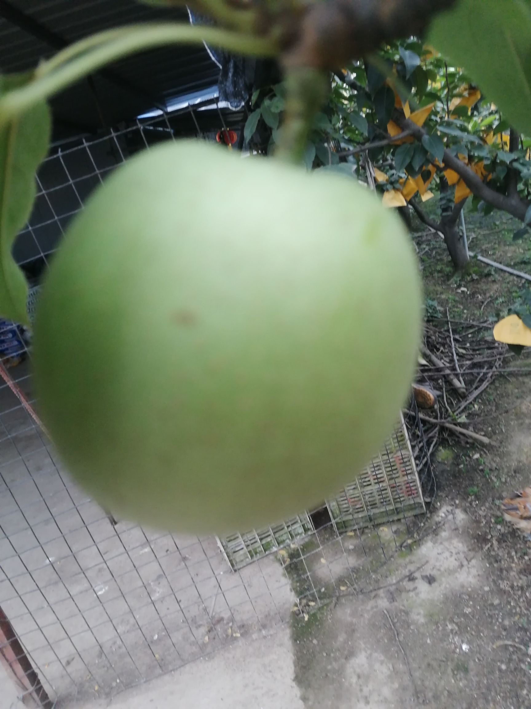  绿宝石梨  口感脆甜 多汁核小