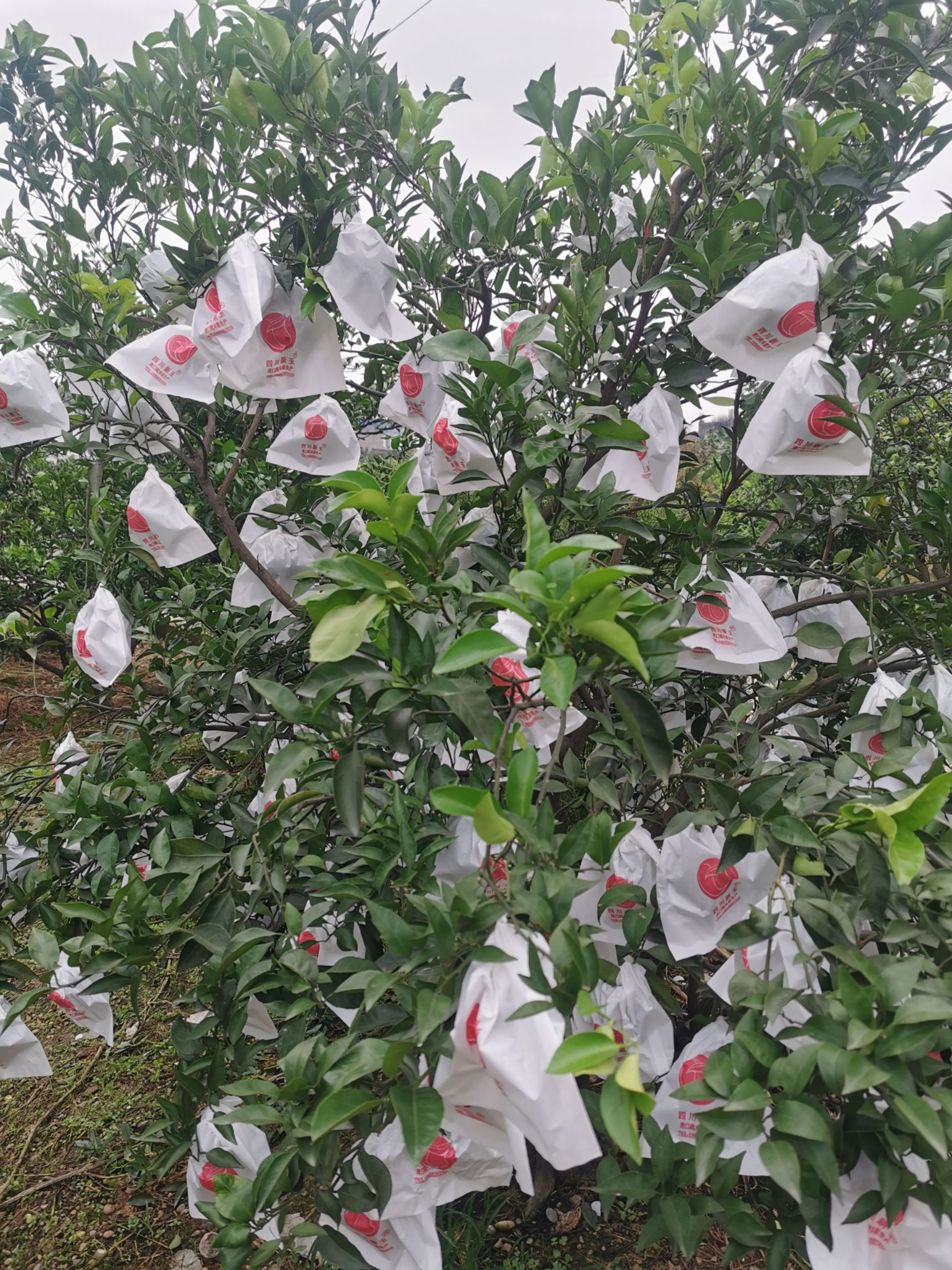 种植套袋  柑橘套袋 耙耙柑丑橘不知火果袋石榴套袋