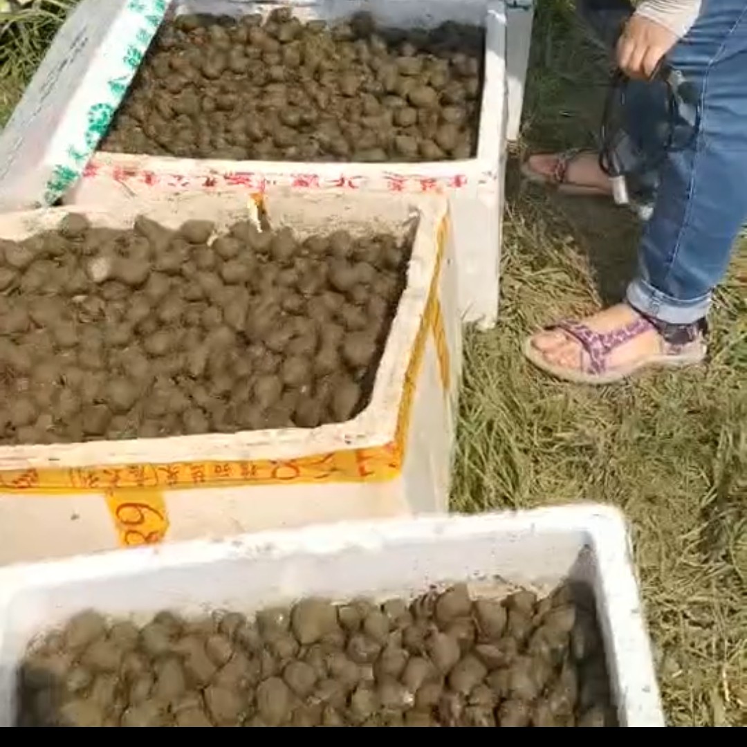 田螺石螺基地 肉肥螺味重