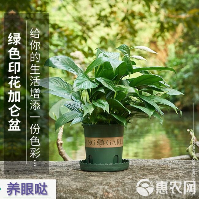 花盆塑料阳台养花批发大阳台绿萝小盆栽托盘特大号加仑树脂多肉厚