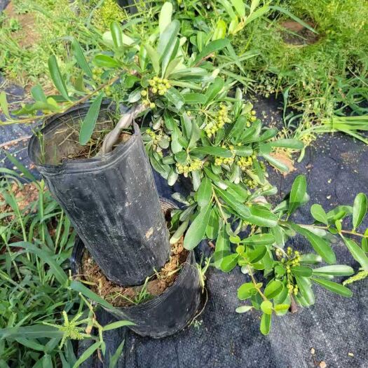 新沂市火棘盆栽 悬崖火棘，3-4公分火棘，带果发货。