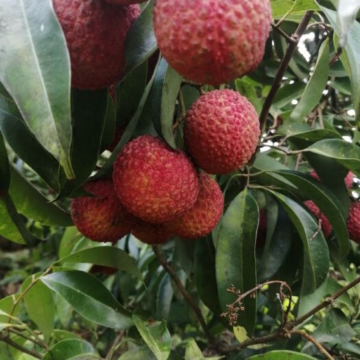 阳江玉荷包荔枝 广东省阳江市阳东区 
