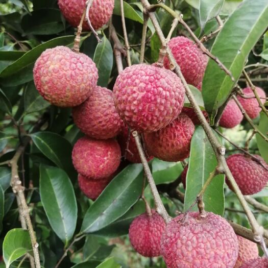 阳江玉荷包荔枝 广东省阳江市阳东区 